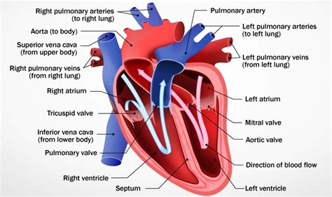 The heart: Anatomy, how it works, and more .